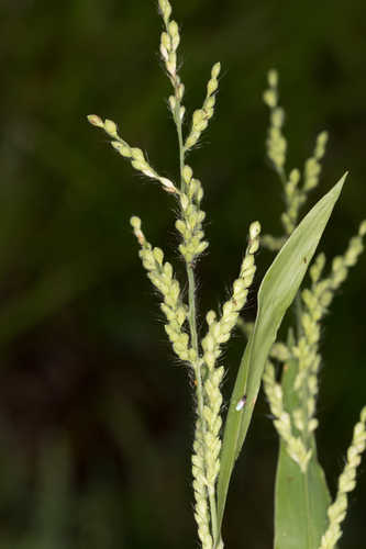 Urochloa ramosa #9